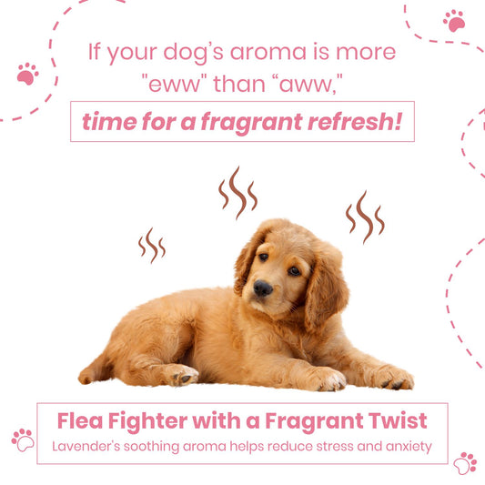 Poodle Doggy Fresh Cologne Spray | Coconut & Lavender Oil | Dog Perfume | 200 ml